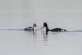 Great Crested Grebe With Chicks Royalty Free Stock Photo