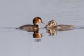 Great Crested Grebe With Chicks Royalty Free Stock Photo