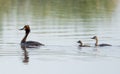 Great Crested Grebe With Chicks Royalty Free Stock Photo
