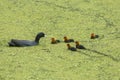 Great Crested Grebe with 5 chicks in a pond Royalty Free Stock Photo