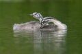 Great Crested Grebe chicks preening at Home Park Royalty Free Stock Photo