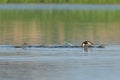 Great Crested Grebe With Chicks Royalty Free Stock Photo