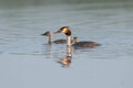 Great Crested Grebe With Chicks Royalty Free Stock Photo
