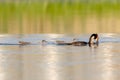 Great Crested Grebe With Chicks Royalty Free Stock Photo