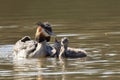 Great Crested Grebe & Chicks in a tranquil body of water Royalty Free Stock Photo