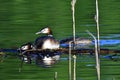 Great crested grebe couple Royalty Free Stock Photo