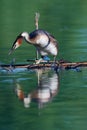 Great crested grebe couple Royalty Free Stock Photo