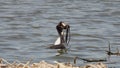 Great crested grebe. Culmination of the mating dance. Grebes dance in penguin pose