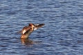 Great crested grebe Royalty Free Stock Photo