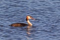 Great crested grebe Royalty Free Stock Photo
