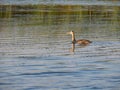 Great crested grebe in Danube Delta, Romania Royalty Free Stock Photo