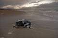 Great-crested grebe died during a storm Royalty Free Stock Photo