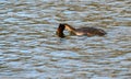 Great Crested Grebe diving Royalty Free Stock Photo
