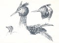 Great crested grebe drawing