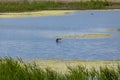 Great crested grebe duck during the marriage dance on the river Royalty Free Stock Photo
