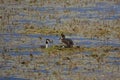 Great crested grebe with eggs