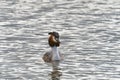 Great crested Grebe face on Springtime Somerset UK