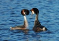 Great Crested Grebe, Fuut, Podiceps cristatus Royalty Free Stock Photo