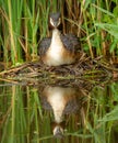 Great crested grebe with young