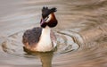 Great Crested Grebe