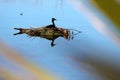 Great Crested Grebe on the Lake Te Anau Royalty Free Stock Photo