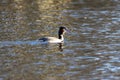 Great Crested Grebe laterally