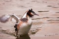 Great Crested Grebe