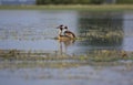 Great Crested Grebe mating Royalty Free Stock Photo