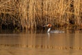 Great crested grebe in mating season Royalty Free Stock Photo