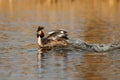 Great crested grebe in mating season Royalty Free Stock Photo