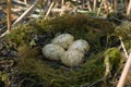 Great-crested grebe nest Royalty Free Stock Photo