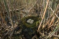 Great-crested grebe nest Royalty Free Stock Photo