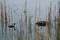 Great crested grebe nest guard his nest