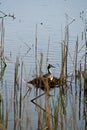 Great crested grebe on the nest