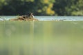 Great crested grebe Royalty Free Stock Photo