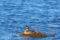 Great crested grebe nesting Royalty Free Stock Photo