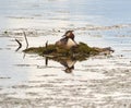 Great Crested Grebe nesting Royalty Free Stock Photo