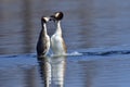 Great crested grebe pair Royalty Free Stock Photo