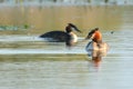 Great Crested Grebe Pair on Water