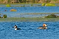 Great Crested Grebe Pair on Water