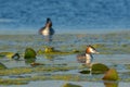 Great Crested Grebe Pair on Water