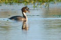 Great Crested Grebe Pair on Water