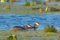 Great crested grebe pair on water