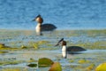 Great Crested Grebe Pair on Water