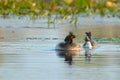 Great Crested Grebe Pair on Water