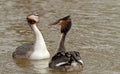 Great Crested Grebe (Podiceps cristatus)