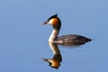 The Great Crested Grebe Royalty Free Stock Photo