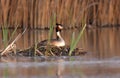 Great Crested Grebe (Podiceps cristatus) Royalty Free Stock Photo