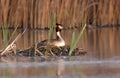 Great Crested Grebe (Podiceps cristatus)