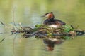 Great Crested Grebe (Podiceps cristatus) brooding his nest on a river Royalty Free Stock Photo